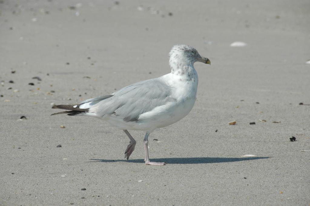 gull_5350-1024.jpg