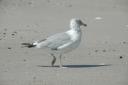gull_5350-128.jpg