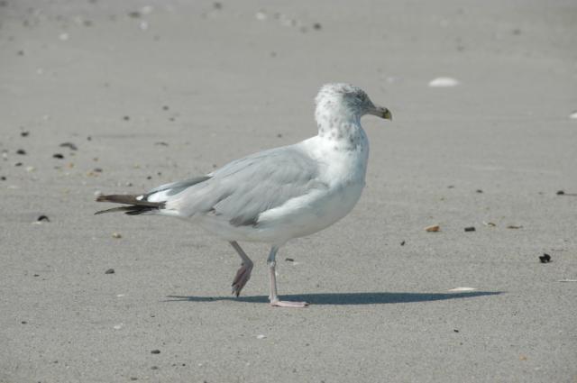 gull_5350-640.jpg