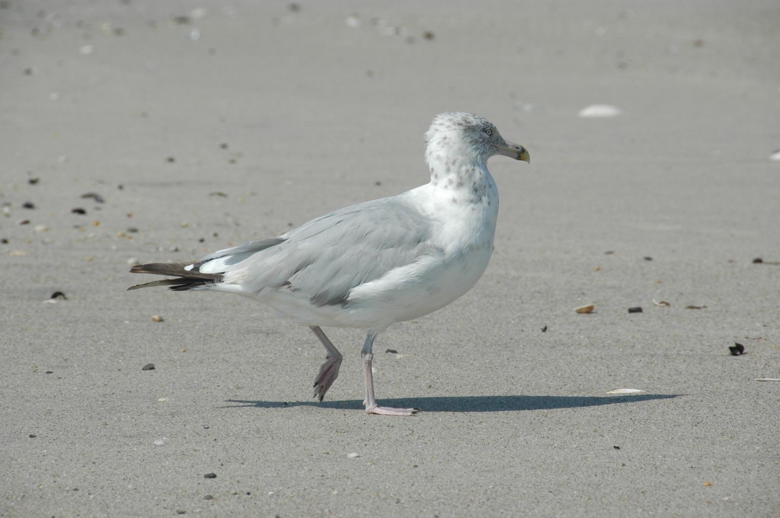 gull_5350.jpg