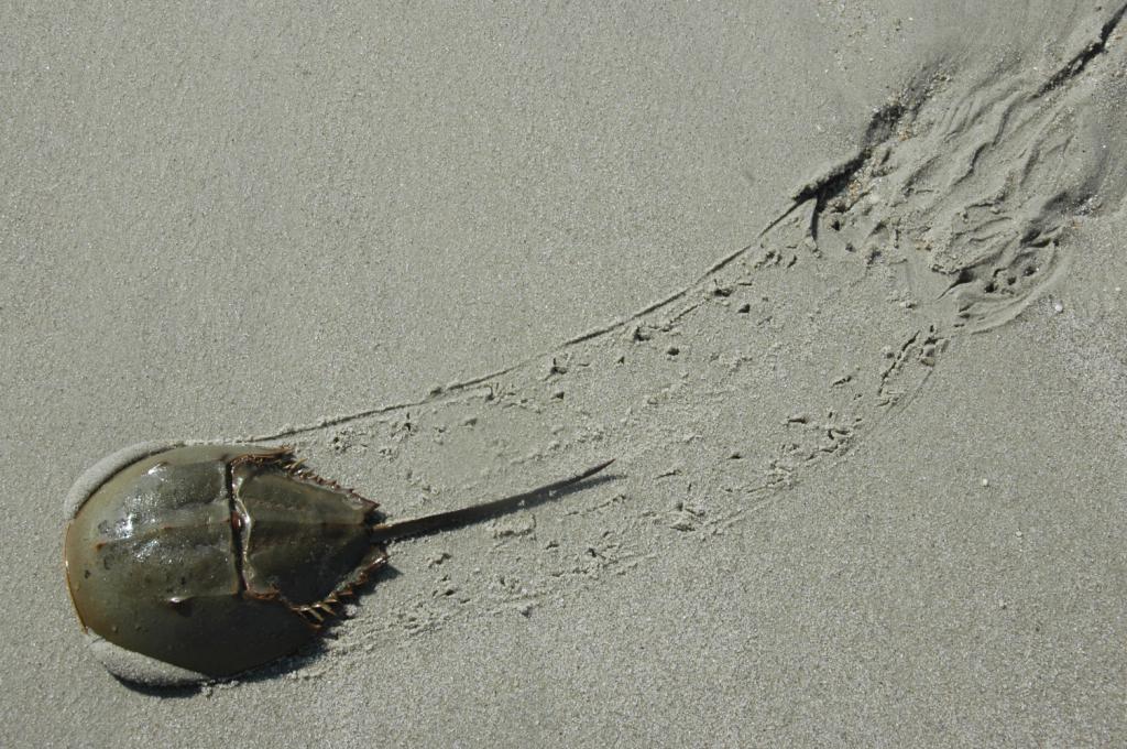 horseshoecrab_5333-1024.jpg
