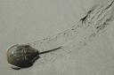 horseshoecrab_5333-128.jpg