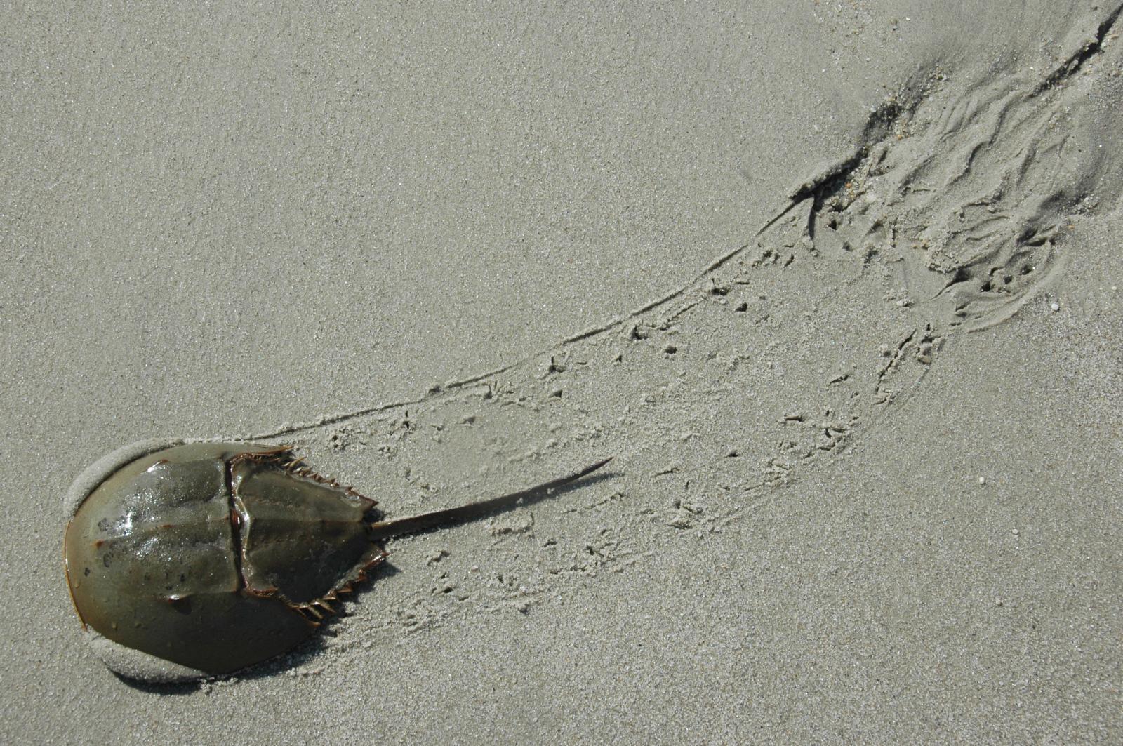 horseshoecrab_5333.jpg