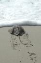 horseshoecrab_5341-128.jpg