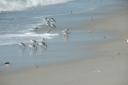 sandpipers_5347-128.jpg