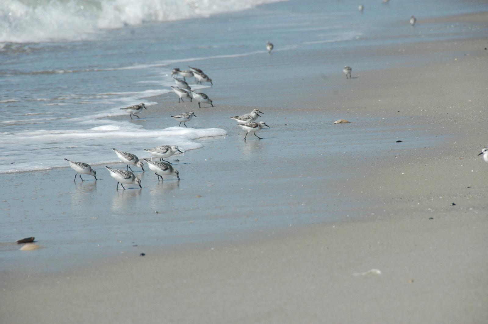 sandpipers_5347.jpg