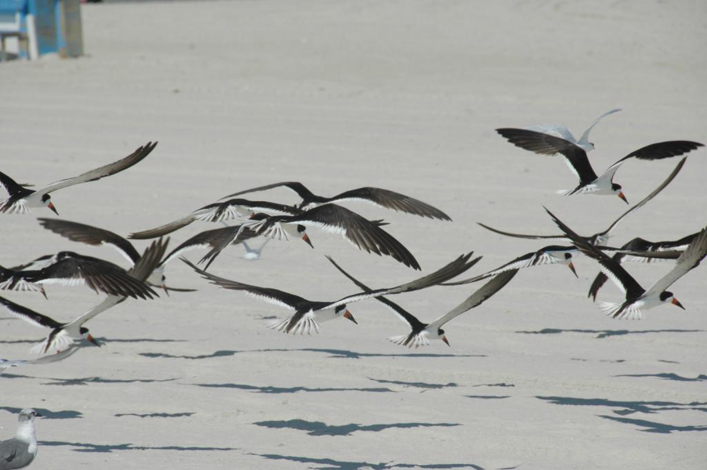 skimmers_5362-1024.jpg