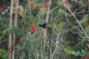 dpf_arizona_hummingbird_10751-128.jpg